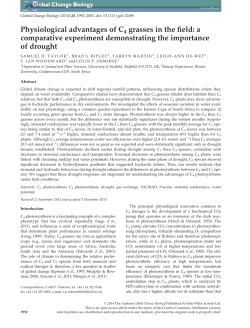Physiological advantages of C4 grasses in the field: a comparative