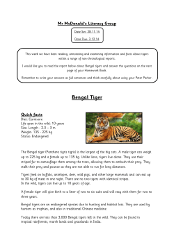 Bengal Tiger