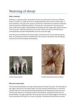 Mulesing of sheep