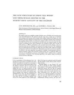 the fine structure of nerve cell bodies and their