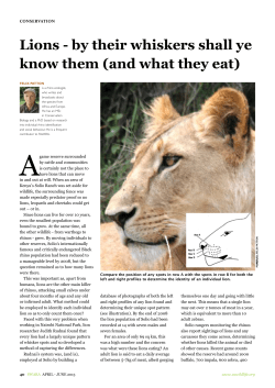 Lions - by their whiskers shall ye know them (and what they eat)