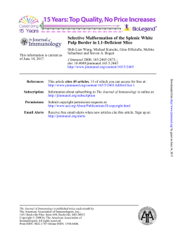 Selective Malformation of the Splenic White Pulp Border in L1