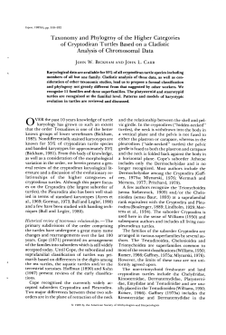 Taxonomy and Phylogeny of the Higher Categories of Cryptodiran