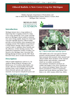 Oilseed Radish: A New Cover Crop for Michigan