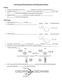 Cell Energy (Photosynthesis and Respiration) Notes