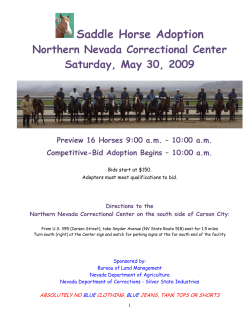 Saddle Horse Adoption