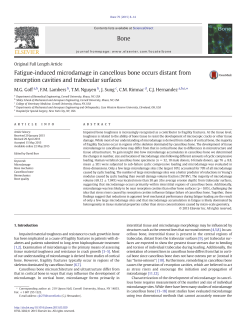 Fatigue-induced microdamage in cancellous bone occurs distant