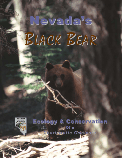 Nevada`s Black Bears - Nevada Department of Wildlife