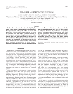 Polarized light detection in spiders