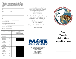 Sea Turtle Adoption Application