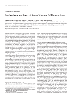 Mechanisms and Roles of Axon&ndash;Schwann Cell Interactions
