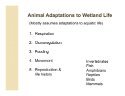 Animal Adaptations to Wetland Life