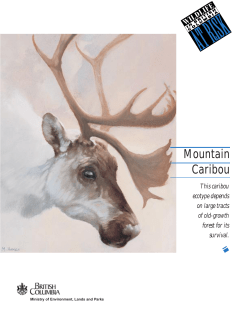 Mountain Caribou - Province of British Columbia