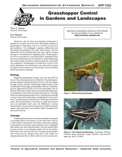 Grasshopper Control in Gardens and Landscapes