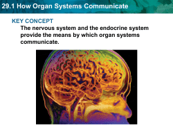 29.1 How Organ Systems Communicate
