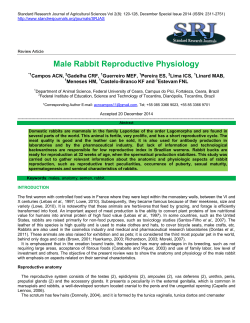 Male Rabbit Reproductive Physiology