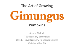 The Art of Growing Gimungus Pumpkins