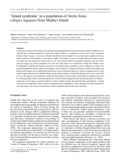 Island syndrome in a population of Arctic foxes