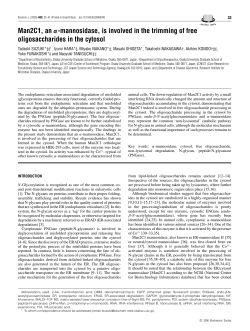 Man2C1, an &alpha;-mannosidase, is involved in the trimming of free