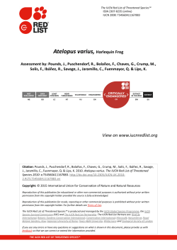 Atelopus varius, Harlequin Frog