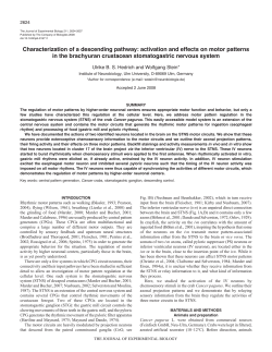 Characterization of a descending pathway: activation and effects on