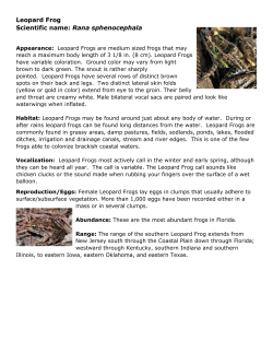 Leopard Frog Scientific name: Rana sphenocephala