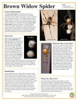 Brown Widow Spider - Orange County Mosquito and Vector Control
