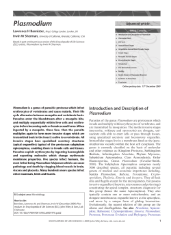 "Plasmodium". - Roitt`s Essential Immunology