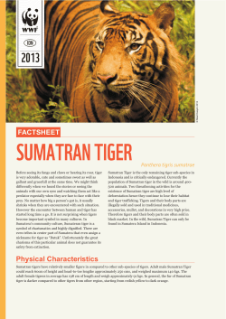 factsheet sumatran tiger