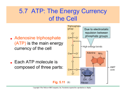 5.7 ATP: The Energy Currency of the Cell