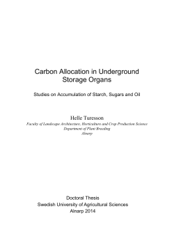 Carbon Allocation in Underground Storage Organs