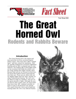 The Great Horned Owl -- Rodents and Rabbits Beware
