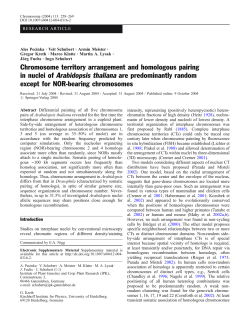 Chromosome territory arrangement and homologous pairing in