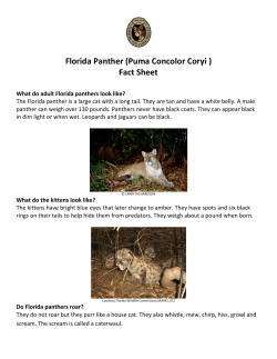 (Puma Concolor Coryi ) Fact Sheet - Friends of the Florida Panther
