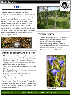 Fen - Hudsonia