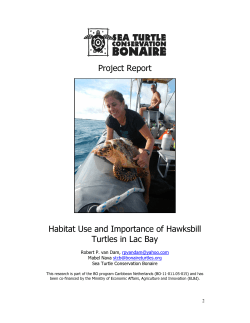 Project Report Habitat Use and Importance of Hawksbill Turtles in