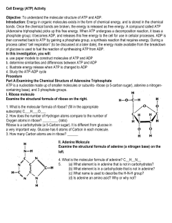 Cell Energy (ATP) Activity Objective: To understand the molecular