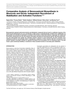 Comparative Analysis of Benzoxazinoid Biosynthesis in Monocots