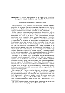 On the Development of the Tail in the Amphibian Embryo