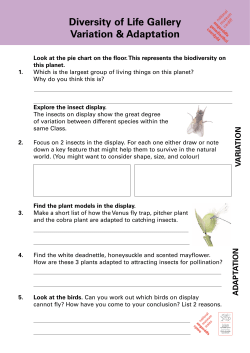 Diversity Adaptation ENG