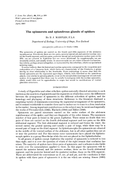 The spinnerets and epiandrous glands of spiders