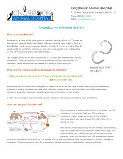 Roundworm Infection in Cats - Kingsbrook Animal Hospital