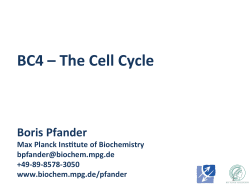 BC4 &ndash; The Cell Cycle