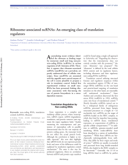 Ribosome-associated ncRNAs: An emerging