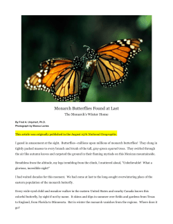 Monarch Butterflies Found at Last