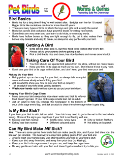 Pet Birds - Worms and Germs