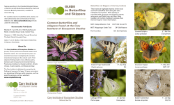 GUIDE to Butterflies and Skippers - Cary Institute of Ecosystem Studies