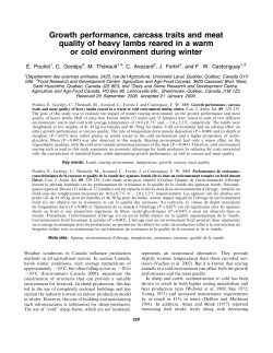 Growth performance, carcass traits and meat quality of heavy lambs