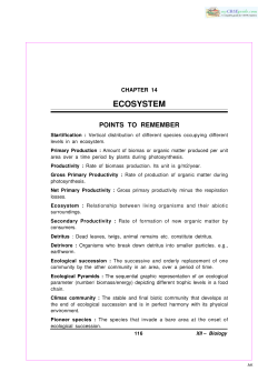 the PDF File
