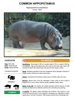 common hippopotamus - The Photozoo Collection